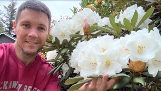 Rhododendron Garden Tour, Mother's Day 2024 | Flowers are Blooming at Kincaid's Nursery