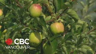 B.C. tree fruit grower co-operative shuts down after 88 years