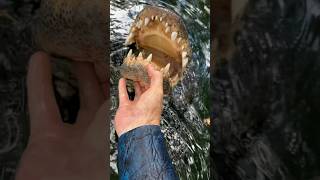 Gator bite, what do you do?! See full video linked. At Everglades outpost #animals #alligator