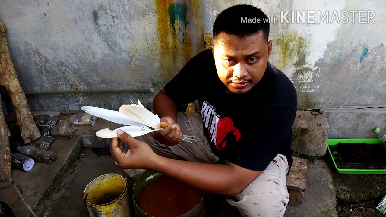  Proses  pewarnaan  bulu untuk anak  panah YouTube