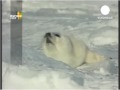 Защита тюленей