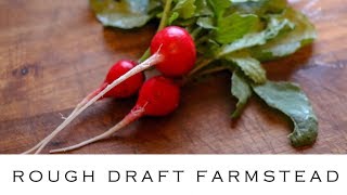 How to use radishes (and whether cook them)