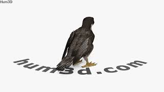 Peregrine Falcon 3D model by 3DModels.org