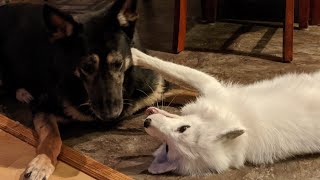 Pet Fox plays with big sister German Shepherd by Kristina Wieghmink 2,905 views 4 years ago 3 minutes, 9 seconds