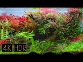 Aquascape | Fixed 3hours 4K HDR 60fps • Water sound