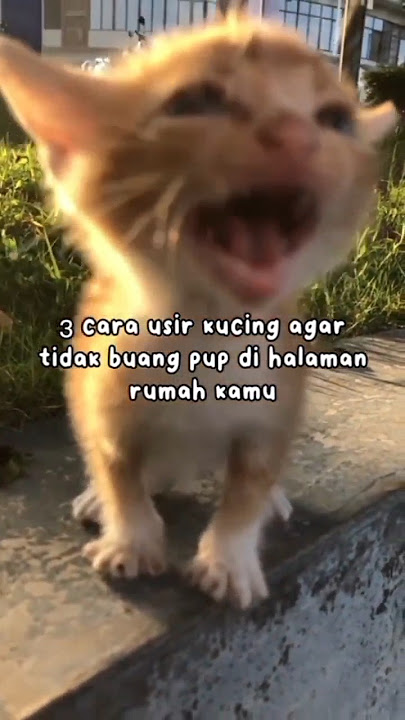 How to Get Rid of Cats So They Don't Defecate Anywhere