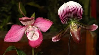 Tipos de Orquideas Zapatito: Paphiopedilum y Phragmipedium - thptnganamst.edu.vn