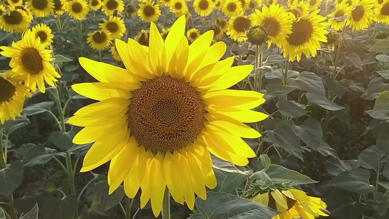Relaxing Music For Positive Feelings & Energy Stress Relief, Meditation with Sunflower