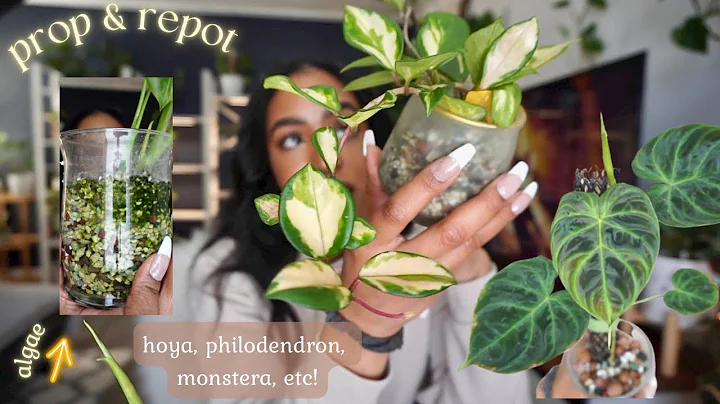 Propagating Hoya & Repotting Plants (bc algae..aga...