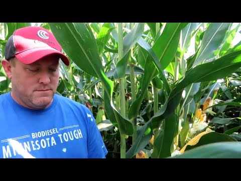 Checking Corn Yields with our Channel Seedsman