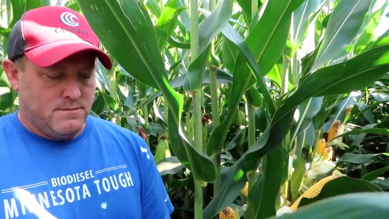 Checking Corn Yields With Our Channel Seedsman Youtube