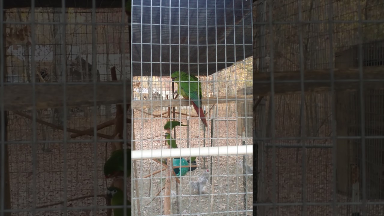 homesteading in nevada Austral Conure and friends.