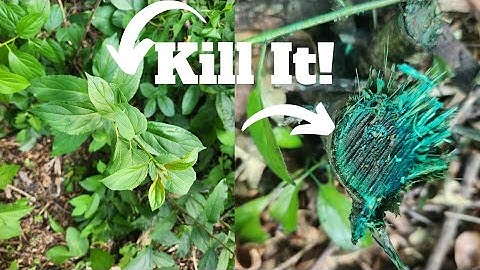 Everything You Need to Know About Identifying and Killing Buckthorn