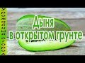 ВЫРАЩИВАНИЕ ДЫНЬ В ОТКРЫТОМ ГРУНТЕ!