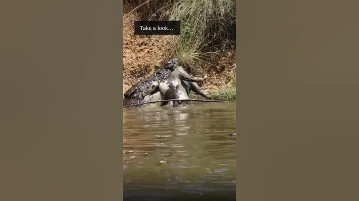 WATCH: ‘Boss’ croc ‘tenderises’ pig carcass