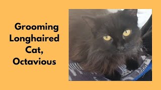 Grooming A Longhaired Cat by Love Cats Groomer 440 views 2 years ago 15 minutes