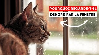 Pouquoi Ton Chat Regarde T Il Dehors Par La Fenêtre?