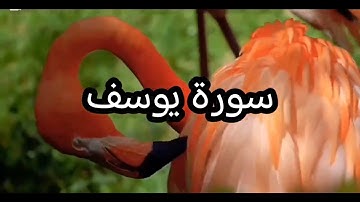 سورة يوسف عنوان الصبر  والتوكل 