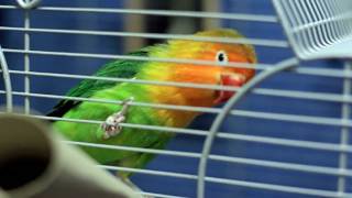 Fischer's Lovebird (Agapornis fischeri) 1080p HD