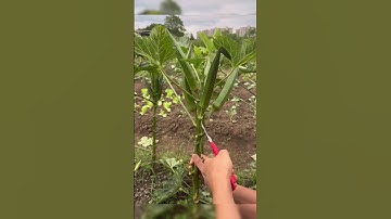 kéo cắt tỉa cây #xuhuongyoutube #dogiadunggiare