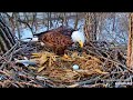 Decorah Eagles - DM2 Brings Mom A Fish & Gives Mom A Break