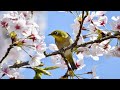 24 Hours Peaceful Relaxing Music - Peaceful Soothing Instrumental Music &quot;The Soul of Nature&quot;