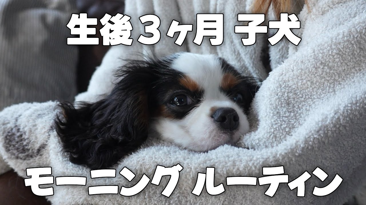 お迎えして我が家にも慣れてきた子犬のモーニングルーティン【キャバリアキングチャールズスパニエル】