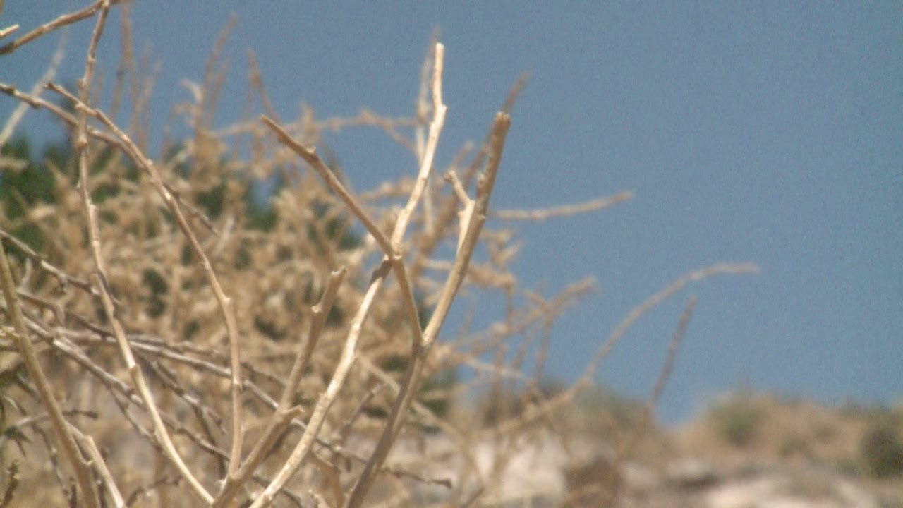Tumbleweed fire danger worries ABQ neighborhood YouTube