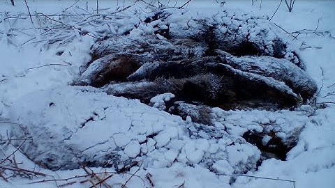 Дикие кабаны под снегом. Кто дожил до утра?
