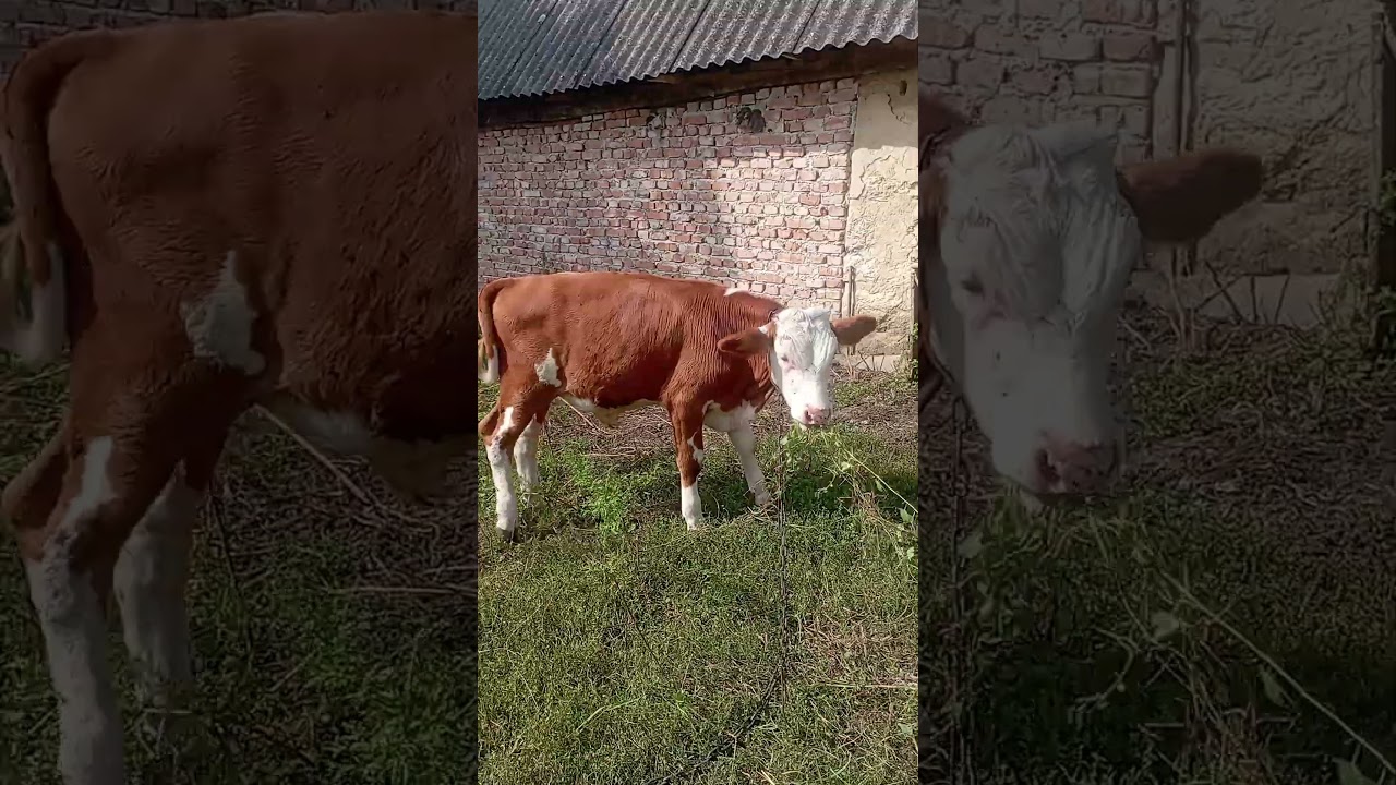 телятко танцює під пісню 