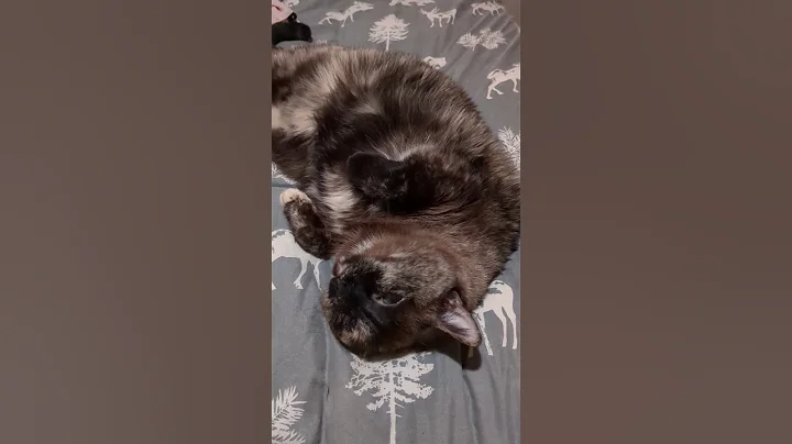 Watch the video about Opinion about diet #cat #animallovers #gato #katze #siamese #tortoiseshellcat