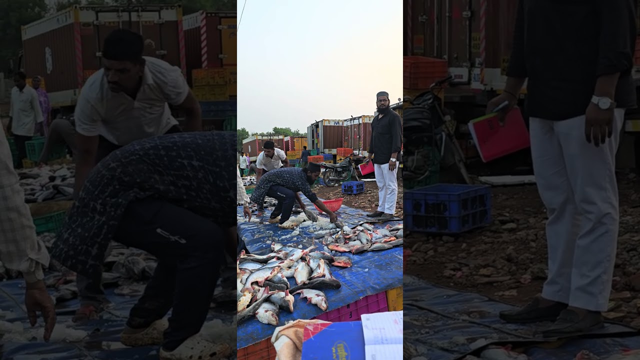 hubli BAC wholesale fish market hubli 