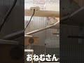 お眠なチンチラ