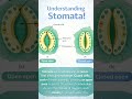Stomata#closingandopening#biology #ytshorts #ncert #boardclass10 #lifeprocess #biologicofficial