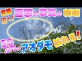 【芝生と雑木の庭】仰天！巨大アオダモが枯れた！衝撃の事実が判明！