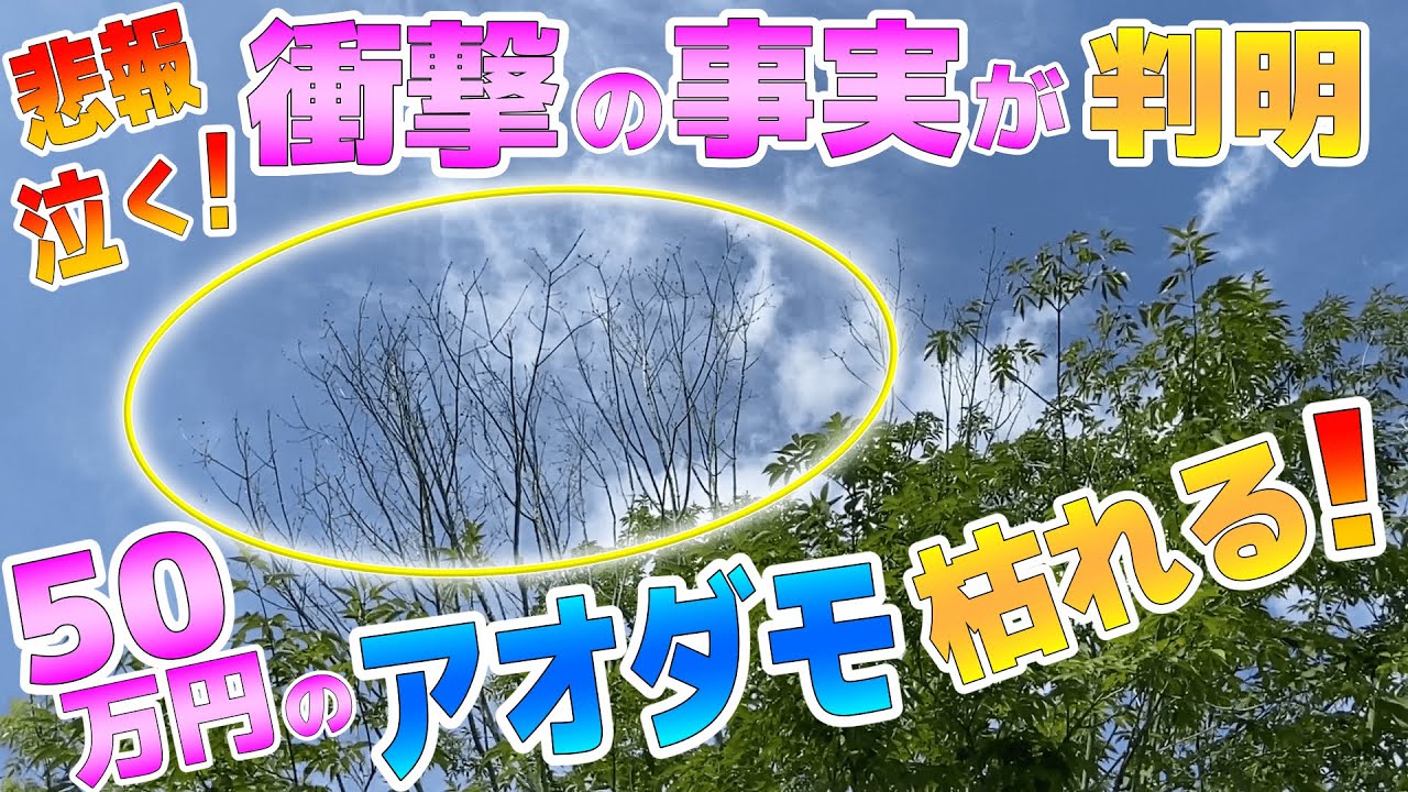 シンボルツリー 巨大アオダモが枯れた 仰天 衝撃の事実が判明 Youtube シンボルツリー 巨大アオダモが枯れた 仰天 衝撃の事実が判明 Youtube