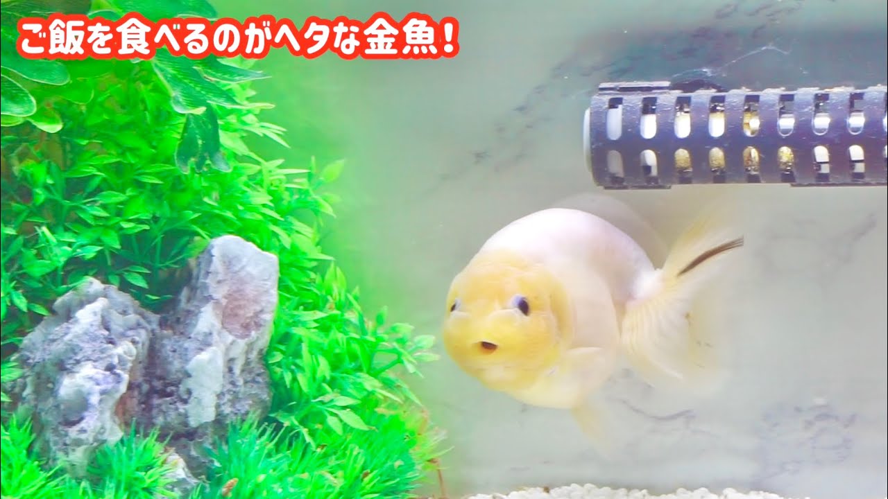 ご飯の食べ方がヘタな金魚達 ミルクらんちゅう 飯田産琉金 Youtube ご飯の食べ方がヘタな金魚達 ミルクらんちゅう 飯田産琉金 Youtube
