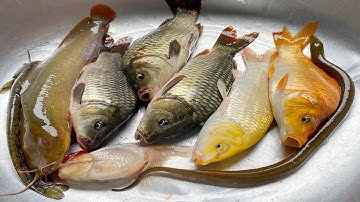 Kem Chanel đi bắt cá được cá chép, cá trê, cá sấu, con lươn, con rắn, con vịt, cá vàng, cá màu sắc