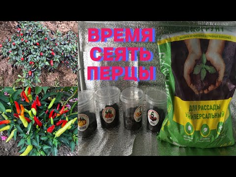 НЕ ЗАТЯГИВАЙТЕ С ПОСЕВОМ ОСТРОГО ПЕРЦА / ПОДРОБНАЯ ИНСТРУКЦИЯ / СЕЕМ ОСТРЫЙ ПЕРЕЦ 2023