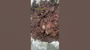 Worm Compost Mishap #short #composting #compost #shorts #vermicomposting #compostfairy #wormbin
