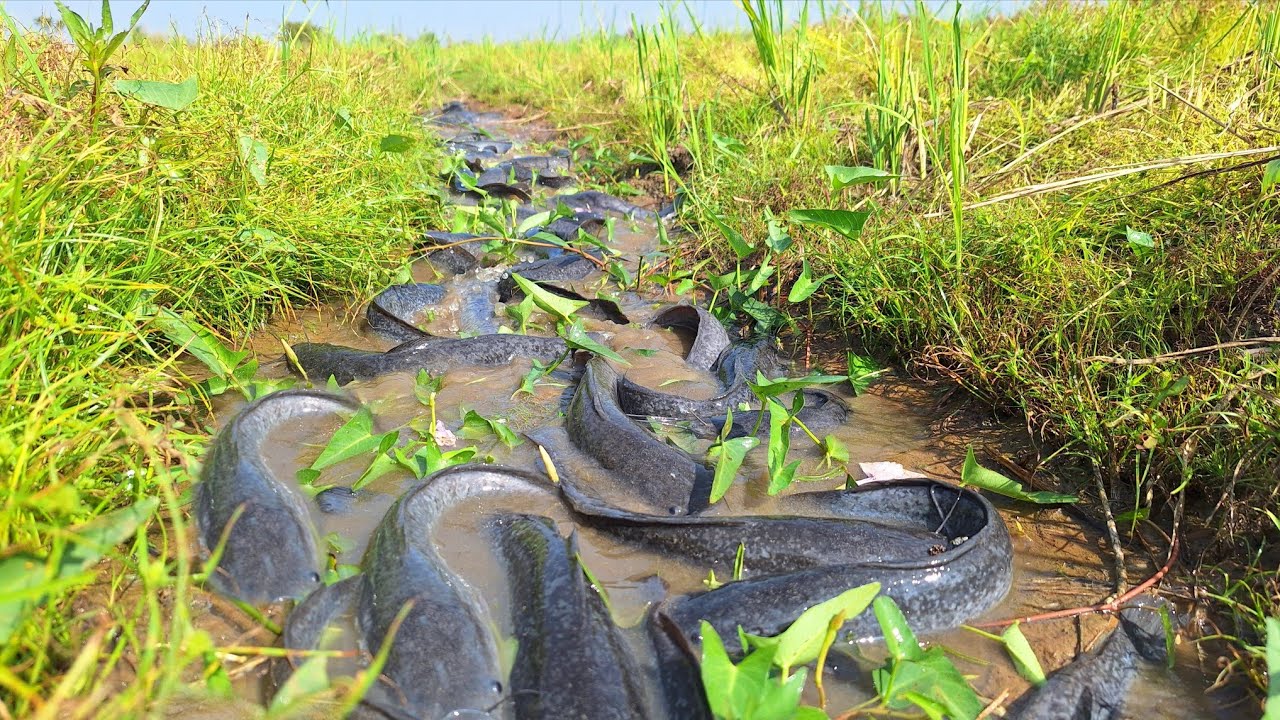 Pav Fishing! A fisherman catches fish in a grassy area and catches a lot.