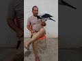 تربيه غراب