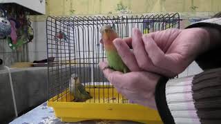 Приручаем неразлучников.  We tame lovebirds.