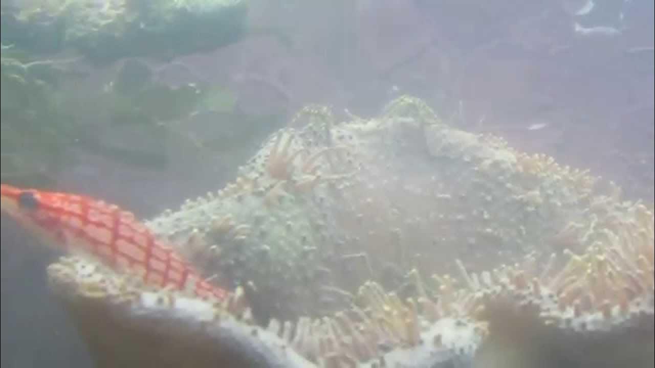 Brittle Star Spawning part 1 YouTube