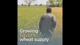The many actors and different stages of bread making in Egypt, April 2019
