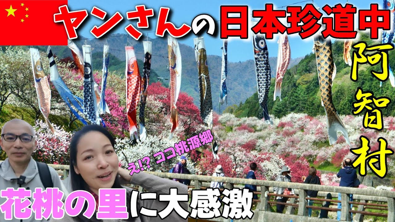 中国人妻と崖っぷち駐在員(55歳漢)の日本一時帰国珍道中！日本の春に大感激！中国人女性が初めて桃源郷すごすぎる！ 崖っぷち中国深セン・東莞駐在員の日常 【年の差日中夫婦】VLOG157