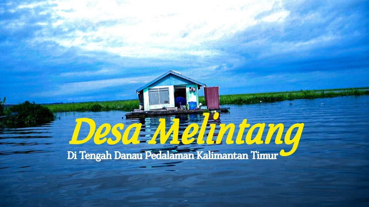 Mengunjungi Desa Melintang: Kerbau Rawa & Jembatan Terapung