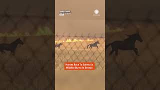 Horses vs. Wildfire: A Race for Survival Horses vs. Wildfire: A Race for Survival