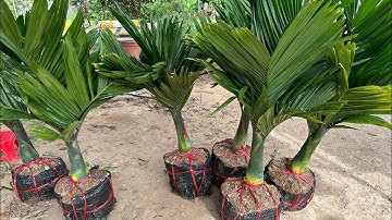 CAU LÙN F1 về thêm 10 cây cho khách chọn lựa từng cây chuẩn xịn || sdt/0969450190