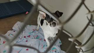 Dogs at the Olathe Animal Shelter September 22 2021